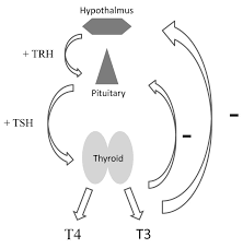 biochemical testing of the thyroid tsh is the best and