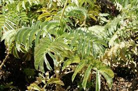 Image result for Melianthus major