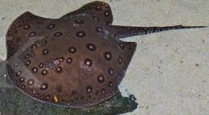 Ikan adalah binatang yang dapat ditemukan di seluruh dunia. Ikan Pari Steemit