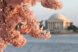 Things Not To Miss In Washington D C The Vale Magazine Cherry Blossom Festival Cherry Blossom Dc Flower Festival