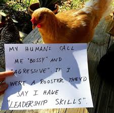 Farmers Are Shaming Their Chickens For Their Crimes And It S Too Entertaining To Read Bored Panda Village hen fighting video | hen fight funny videos. farmers are shaming their chickens for