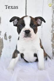 We are located in texas. Texas Akc Boston Terrier Puppy For Sale In Holmesville Oh Happy Valentines Day Happyvalentinesday2016i