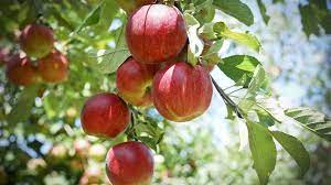 Top 5 Apple Trees Sold Through The Arbor Day Tree Nursery Fruit Garden Apple Garden Apple Picture