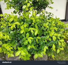 Image result for Streblus