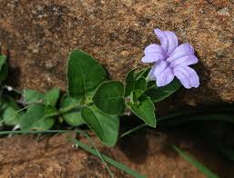Image result for Ruellia cordata
