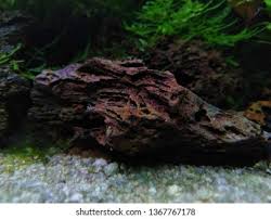 Lava rock which is formed from the intense heat of volcanos has many hidden benefits for the aquarium that many hobbyists are not even aware of. Lava Rock Aquascape Stock Photo Edit Now 1367767178