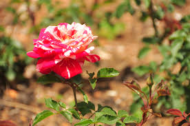 These are some of the best flowers from tamil nadu, india. Government Rose Garden Ooty Wikipedia