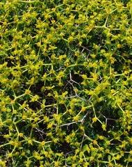 Image result for Cephalocroton mollis