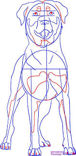 Step 4 How To Draw A Rottweiler Dog Rottweiler Puppies Rottweiler Drawings