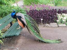 Der botanische garten ist wieder. Datei Ol Botanischer Garten 4 Jpg Wikipedia