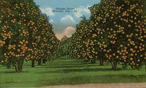 Orange grove, gauteng, a suburb of johannesburg. Florida Memory Orange Grove Orlando Fla
