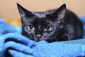 El hombre es civilizado en la medida en que comprende a un gato. Feliz Dia Internacional Del Gato Conoce Los Nombres Y Razas Felinas Mas Populares En Mexico