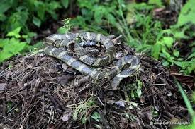 We did not find results for: Afik On Twitter Kalau Korang Duk Hiking Ke Masuk Hutan Ke Lepastu Jumpa Timbunan Daun Kering Macam Dalam Gambar Tu Janganlah Pijak Atau Kacau Kemungkinan Besar Itu Sarang King Cobra