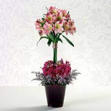 We did not find results for: Saint George Ut 84770 Florist Pathes Of Iris Violets