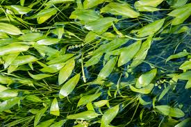 Image result for Potamogeton