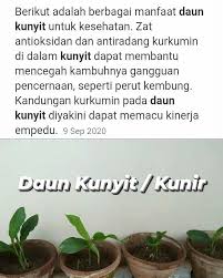 Sketsa daun jati jati termasuk tanaman penghasil kayu bermutu mewarnai gambar daun kunyit by admin posted on july 27 2020. Jamu Mbak L Manfaat Dan Khasiat Daun Kunyit Kunir Facebook