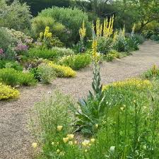 Beth Chatto S Plants Gardens On Instagram In The Gravel Garden Many People Say They Dislike Yellow Flowers In Gravel Garden Plants Drought Tolerant Garden