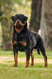 Excelencia Em Criacao De Rottweiler Www Canilvonbekman Com Br Canil Criadorderottweiler Canilvonbekman Rottweiler Rottweiler Kopek Turleri Kopek