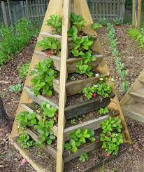 You may have seen tiered strawberry raised bed designs where multiple levels are built as steps up the bed to fill lots of strawberry plants in a small space. Raised Strawberry Bed Shape