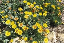 Image result for Hertia