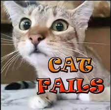 funny animal cat videos komik kediler kedi