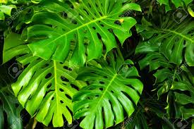 Table of contents monstera obliqua: Philodendron Monstera Obliqua Green Leaf Background Dark Tone Stock Photo Picture And Royalty Free Image Image 143214457