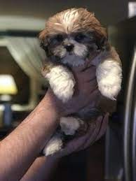 Imperial county (imp) inland empire, ca (inl) las vegas (lvg). Litter Of 4 Shih Tzu Puppies For Sale In Oakville Ct Adn 47789 On Puppyfinder Com Gender Male S And Femal Puppies For Sale Shih Tzu For Sale Shih Tzu Puppy
