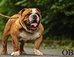 Find great deals on ebay for old english bulldog puppies. Home Oliver Bulldogs