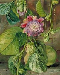 Marianne North 1830 1890 Royal Botanic Gardens Kew Feuillage Fleurs Et Fruits De Passiflore Grenadil Botanical Painting Botanical Drawings Botanical Art