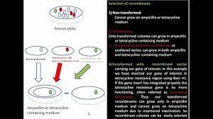 Gene Cloning Vectors Essential Features Of An Ideal Vector Biology Videos Origin Of Replication Molecular