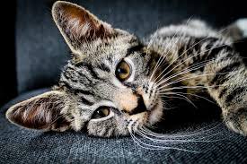 What are cat's whiskers made out of? Do Cat Whiskers Grow Back Cat And Kitten Care Mypetience
