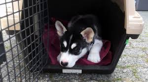 Do you have an application? Husky Puppy Nearly Died From A Drug Overdose Bc Spca Ctv News