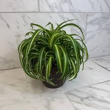 Image result for Chlorophytum