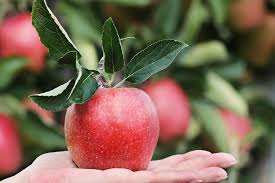 Hingga akhirnya apel emas berhasil didapat aphrodite dengan cara yang licik. Cara Menanam Buah Apel Dari Bijinya Mau Coba Halaman All Kompas Com