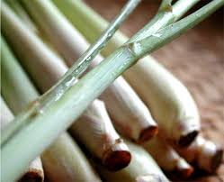 Cymbopogon, also known as lemongrass, barbed wire grass, silky heads, cochin grass, malabar grass, oily heads, citronella grass or fever grass, is a genus of asian, african, australian, and tropical island plants in the grass family. Lemon Grass O Hierba Limon Gastronomia Cia