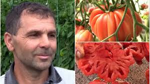 Un bărbat din Prahova produce roșii de o jumătate de kilogram. Daniel Matei:  "Sunt maturate natural, nu le-am influenţat cu nimic"