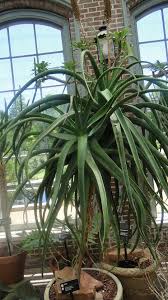 Image result for Aloe spicata