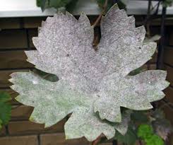 Image result for Uncinula necator