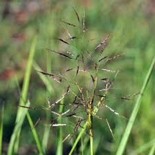 Image result for Capillipedium