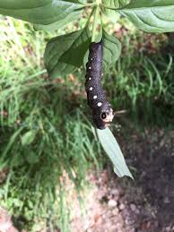 Image result for Xylopia gracilipes