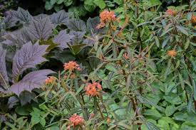 Image result for Geigeria filifolia