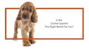 Spaniels have become a part of history in stories by chaucer puppy mills began churning out cockers by the thousands. English Cocker Spaniel Puppies Petland Carriage Place