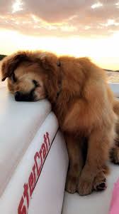 Dog Sitting Prices Per Hour Dog Sitting In Your Home Presa Canario Puppy How To Train A Puppy Cute Dogs And Puppies Cute Animals Baby Animals