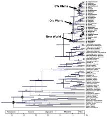 Image result for Behnia reticulata