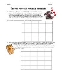The worksheet is an assortment of 4 intriguing pursuits that will enhance your kid's knowledge and abilities. Dihybrid Cross Worksheet Teachers Pay Teachers