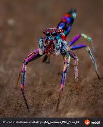 Image result for Titanio 2010 Spider