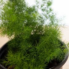 Image result for Asparagus minutiflorus