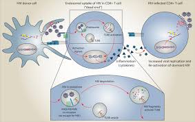 Hiv destroys these cd4 cells. Smoking Hiv Out Of Dormancy Eurekalert Science News