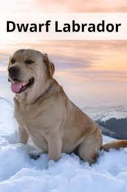 Dwarf Labrador In 2020 Labrador Miniature Labrador Black Labrador Retriever