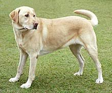 Qeni Wikipedia